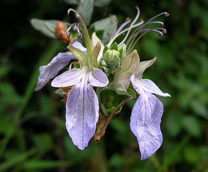 Teucrium fruticans / Camedrio femmina